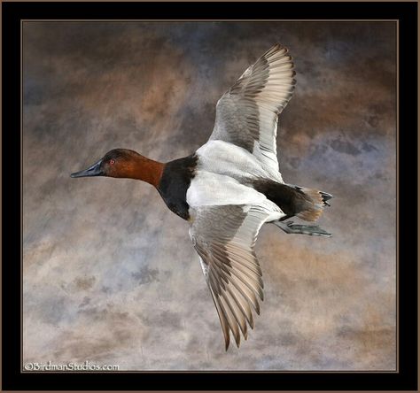 Canvasback Taxidermy Duck, Duck Taxidermy, Duck Mounts, Waterfowl Taxidermy, Duck Mount, Bird Taxidermy, Taxidermy Decor, Taxidermy Display, Duck Pictures