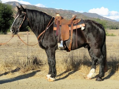 10 YEAR OLD QUARTER / PERCHERON CROSS for sale in Oak view, California USA! $6,500 Horse Facts, Western Horse Tack, Miniature Horse, Draft Horses, Horses For Sale, Pretty Horses, Horse Care, Quarter Horse, Horse Art