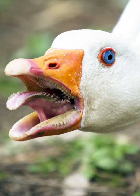 Geese Have Teeth!?! Goose Teeth Pictures, Facts, and Debunked Myths | JustBirding.com Scary Birds, Weird Birds, Teeth Pictures, Animal Teeth, Birds And The Bees, A Duck, Angry Birds, Animal Planet, Nature Photos