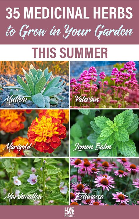 Herb And Medicinal Garden, Medicinal Herb Garden Plans, Medical Herbs To Grow, Heal All Plant, Medicine Herb Garden, Medicinal Garden Layout, Medical Herb Garden, Valerian Herb, Medical Flowers