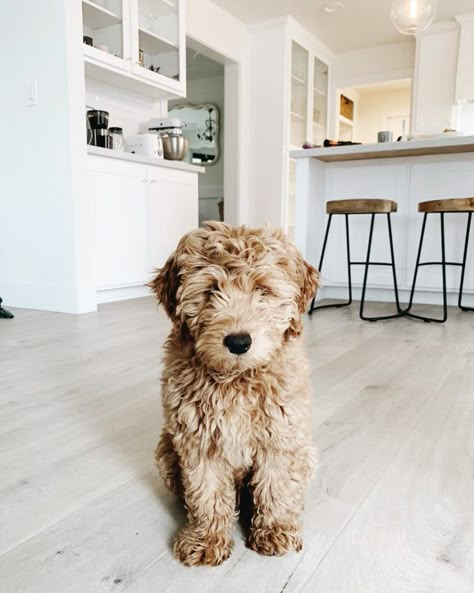 If you are looking for an engaging, family-friendly dog who won’t take up too much space on the couch, then the Miniature Goldendoodle (A.K.A. Mini Groodle) might be the perfect match for you.This hybrid dog originated from two purebred breeds, the Golden Retriever and the Miniature Poodle, and... Miniature Goldendoodle, Goldendoodle Miniature, Family Friendly Dogs, Mini Goldendoodle Puppies, Hybrid Dogs, Mini Goldendoodle, Goldendoodle Puppy, Doodle Dog, Golden Retriever Puppy