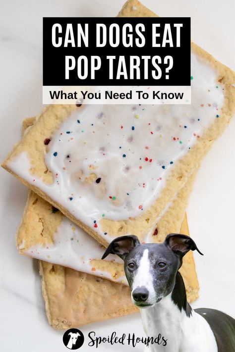 Can dogs eat Pop Tarts? Keep your dog safe and find out what you need to know about dogs eating Pop Tarts toaster pastries including strawberry, blueberry, brown sugar cinnamon, chocolate fudge, and more. Dog Pop Tarts, Chocolate Pop Tarts, Brown Sugar Pop Tarts, Toaster Pastries, Can Dogs Eat Strawberries, Dogs Eating, Toxic To Dogs, Poptart Recipe, Strawberry Pop Tart