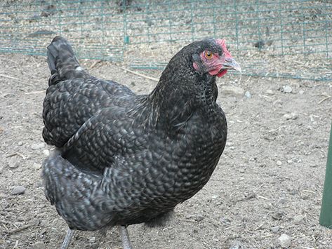 10 Breeds of Chicken That Will Lay Tons of Eggs for You Cuckoo Maran Chickens, Chicken Breeds For Eggs, Maran Chickens, Cuckoo Maran, Laying Chickens Breeds, Mobile Chicken Coop, Best Egg Laying Chickens, Laying Chickens, Easy Chicken Coop