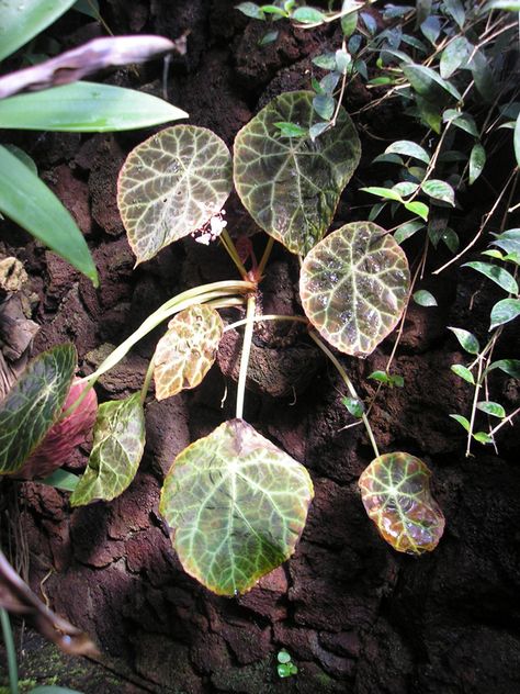 Begonia goegoensis Begonia Goegoensis, Plants Display, Leaf Shapes, House Plants, Flower Art, Planting Flowers, Plant Leaves, Plants, Flowers