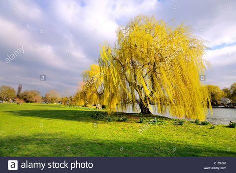 Willow Tree Art, Purple Flowering Tree, Yellow Peonies, Weeping Willow Tree, Dappled Willow, Purple Plants, Fast Growing Trees, Weeping Willow, Tree Photography