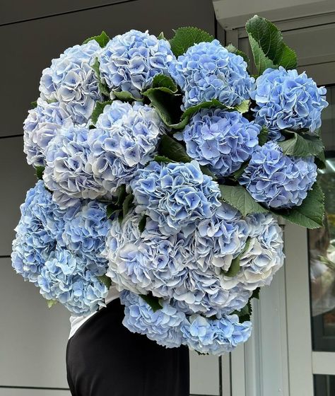 Summer Of Sam, Blue Hydrangea Bouquet, Flower Board, Charlotte Rose, Hydrangea Bouquet, Grad Photoshoot, Boquette Flowers, Aesthetic Pics, Event Food