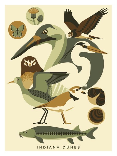 Poster to promote protection of Indiana Dunes National Park and it’s wildlife. All animals pictured are threatened or endangered in the state. #illustration #adobeillustrator #illustrator #graphicdesign #poster #posterart #indiana #wildlife Wildlife Graphic Design, Bird Poster Design, Wild Animal Illustration, Revolution Design, Interesting Decor, Indiana Dunes National Park, Wildlife Illustration, Park Life, Animal Ideas