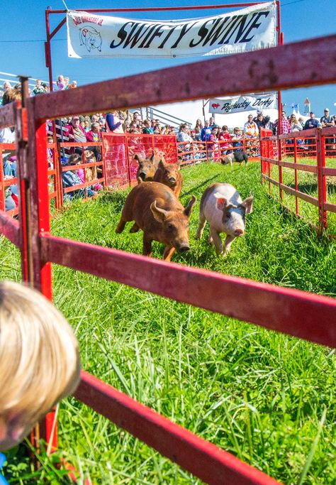 Petting Zoo Activities, Farm Festival, Pig Races, Diy Kids Playground, Petting Farm, Festival Planning, Zoo Activities, Glamping Ideas, Rec Center