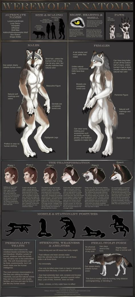 Werewolf Anatomy, Anatomy Tutorial, Vampires And Werewolves, Mythological Creatures, 그림 그리기, Fantasy Creatures, Mythical Creatures, Art Tutorials, Different Types