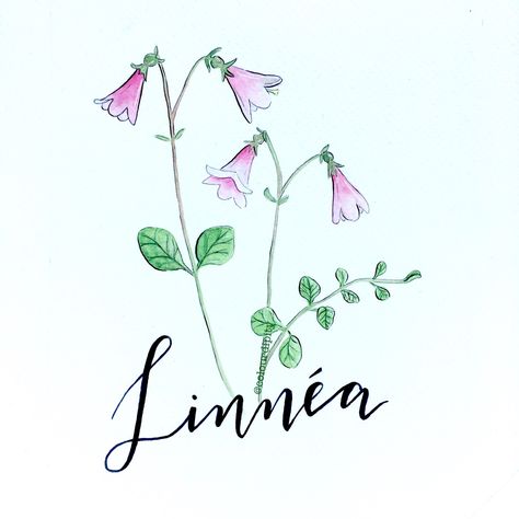 Linnea Flower Drawing, Linnaea Borealis Tattoo, Linnea Borealis Tattoo, Linnea Flower Tattoo, Linnea Borealis, Linnea Flower, Sweden Tattoo, Linnaea Borealis, National Flower