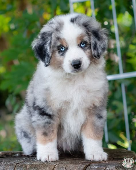 Miniature American Shepherd Puppy, American Shepherd Puppy, Mini American Shepherd, Happy Puppies, Mini Aussie Puppy, Cute Puppy Photos, Australian Shepherd Blue Merle, Miniature American Shepherd, Cute Bulldog Puppies