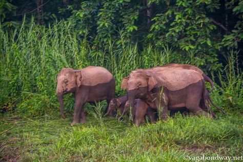 Pygmy Elephants in Borneo being Amazing and Joyfully Cute - Vagabond Way Pygmy Elephant, Elephant Rescue, Perfect English, Small Elephant, Kota Kinabalu, Asian Elephant, African Elephant, Cute Elephant, Our Solar System