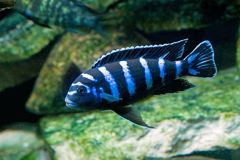 Pseudotropheous demasoni - ~4" Mbuna cichlid, non-aggressive (?differing info) recomended to keep a minimum of 12 to disperse aggression Mbuna Cichlids, African Cichlid Tank, African Cichlid Aquarium, Lake Malawi Cichlids, Cichlid Aquarium, Malawi Cichlids, Ikan Air Tawar, Cichlid Fish, Tropical Aquarium