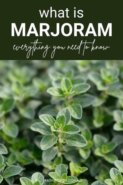 A Pinterest pin showcasing fresh marjoram leaves with a background of informative text. Learn about the nutrition, benefits, and usage tips for marjoram. Perfect for enhancing your cooking skills and exploring the world of herbs. #MarjoramGuide #HerbBenefits #CookingTips Marjoram Benefits, Marjoram Recipes, Marjoram Plant, Seed Swap, Rituals Cosmetics, Mediterranean Herbs, Origanum Majorana, Mediterranean Cooking, Mediterranean Plants