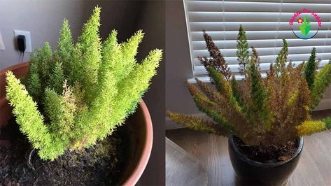 Foxtail Fern Indoor, Foxtail Fern Container Ideas, Plant Leaves Turning Brown, Fern Planters, Foxtail Fern, Ferns Care, Reap What You Sow, Fern Frond, Asparagus Fern