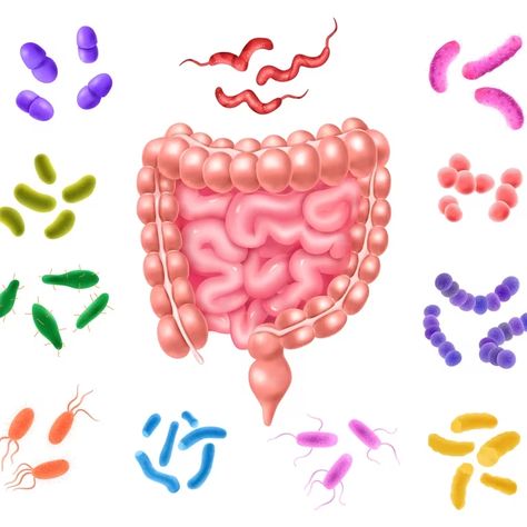 Desde la gestación hasta la adultez: cuáles son los 10 aspectos poco conocidos de la microbiota intestinal - Infobae Goodnotes Covers, Parasite Cleanse, Gastrointestinal System, Hydrating Drinks, Flora Intestinal, Gut Microbiota, Digestion Process, Food Intolerance, Beneficial Bacteria