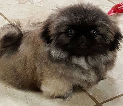 Pekingese Puppies, Perro Shih Tzu, Fu Dog, Pekingese Dogs, Dog Suit, Dog Wallpaper, Sweet Dogs, Sweet Animals, Adorable Baby