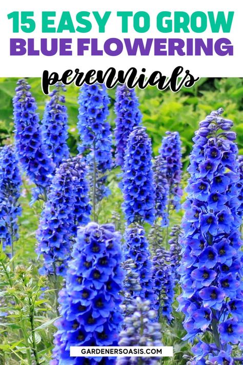 Blue And White Garden, Blue Flowering Plants, Easy To Grow Plants, Flowering Perennials, Fondant Recipe, Hydrangea Not Blooming, Shade Flowers, Perennial Shrubs, Grow Plants