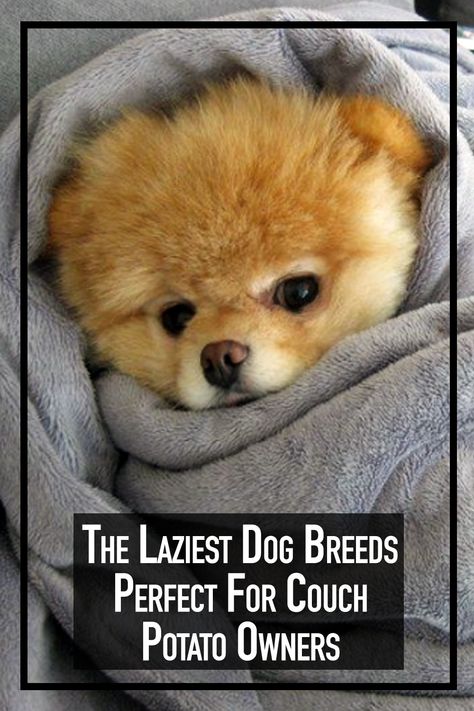 Lazy Dog Breeds, Every Dog Breed, Toy Dog Breeds, Lap Dogs, Couch Potato, Dog Care, Training Tips, Cute Funny Animals, Dog Adoption