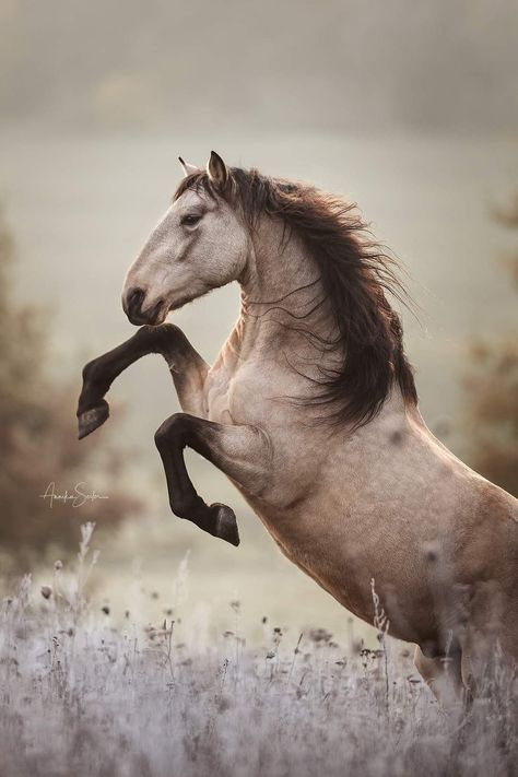 Buckskin Horse Aesthetic, Dapple Buckskin Horse, Buckskin Quarter Horse, Andalusian Horse Buckskin, Buckskin Horse Jumping, Buckskin Horse, Beautiful Horses Photography, Horse Coloring, Basic Colors