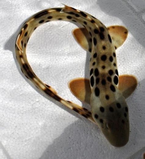 Epaulette Shark Drawing, Epaulette Shark Tattoo, Shark Profile Picture, Epaulette Shark, Silly Sharks, Cool Sea Creatures, Frilled Shark, Zebra Shark, Pet Shark