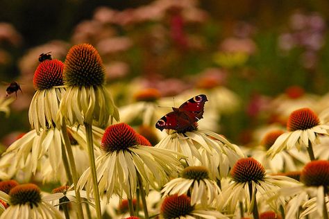 Native Tennessee Flowers, Tennessee Gardening, Native Plant Landscape, Plant Landscape, Partial Shade Plants, Hardy Hibiscus, Eastern Redbud, Pollinator Plants, Asclepias Tuberosa