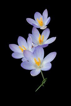 Free Flower Wallpaper, Crocus Flower, Beautiful Flowers Photography, Nature Background, Beautiful Flowers Wallpapers, Arte Inspo, Nature Backgrounds, Wallpaper Wallpaper, Exotic Flowers