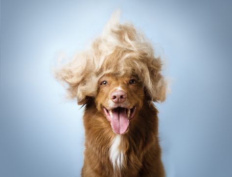 Different Things You Can Do with Your Dog’s Hair Helping Nature, Small Paper Bags, Long Haired Dogs, Full Hair, Done With You, Wet Felting, West Palm, Pet Lovers, Dog Hair