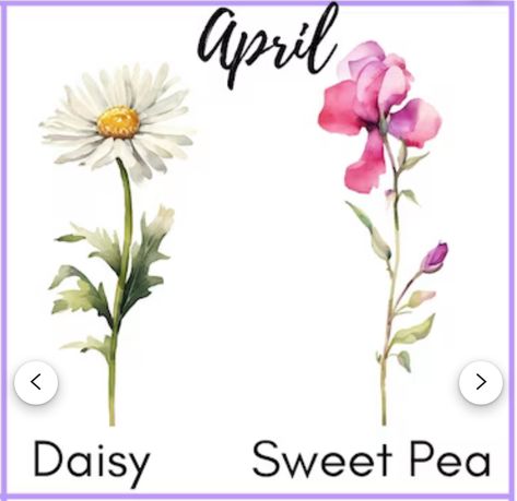 Sweet Pea Name Tattoo, April Birth Flower Tattoo Daisies Sweet Peas, Daisy And Sweet Pea Tattoo Birth Flower, Tattoo Sweet Pea, Daisy And Sweet Pea Tattoo, Sweetpea Flower Tattoo, April Tattoos, Daisy And Sweet Pea, Pea Tattoo