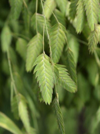 Chasmanthium Latifolium, Northern Sea Oats, Sea Oats, Lawn Alternatives, Ornamental Grass, Seed Heads, Coastal Gardens, Seed Catalogs, Grasses Garden