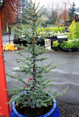 Deodar Cedar, Blue Atlas Cedar, Winterberry Holly, Landscaping With Fountains, Evergreen Landscape, Atlas Cedar, Conifers Garden, Charlie Brown Tree, Pathway Landscaping