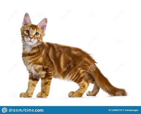 Cat Reference Standing, Cat Front View, Cat Standing Up Reference, Standing Cat, Cat Side Profile Standing, Cat Standing, Cat Jumping Side View, Cat Anatomy, Cat Stands