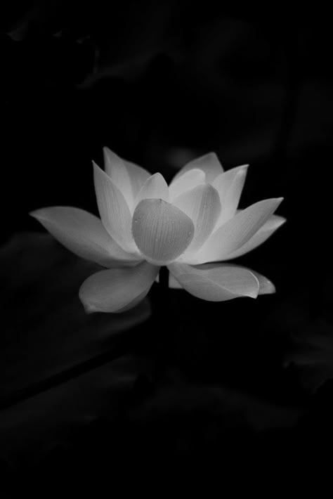 ❧ brandon king | legacy of gods aesthetics Lotus Flower Pictures, Lotus Tattoo Design, White Lotus Flower, Lotus Flower Art, Black Paper Drawing, Legacy Of Gods, Lotus Tattoo, Black And White Flowers, Lotus Blossom