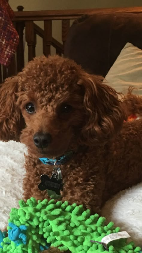 Miniature red poodle Poodle Haircut Styles, Brown Poodle, Pure Breed Dogs, Poodle Haircut, Poodle Dogs, Poodle Cuts, Red Poodles, Puppy Cut, Tea Cup Poodle