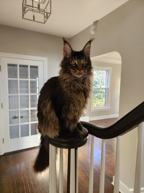 Massimo Majesty, Maine Coons, Kitten, Cat, Maine Coon Cub, 2022 Mane Coone, Pretty Cat Breeds, Man Coone Cat, Mancoon Cat, Maine Coone Cat, Mane Coone Cats, Maine Coone Kitten, Maincoon Cat, Main Coone Cat