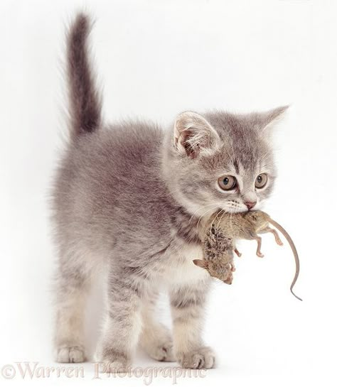 Photograph of Grey kitten, 10 weeks old, with mouse prey. Rights managed white background image. Cats Hunting, Cat With Mouse, Cat Poses, Cat Expressions, Cats Playing, Warrior Cats Books, Cat Anatomy, Grey Kitten, Cat And Mouse