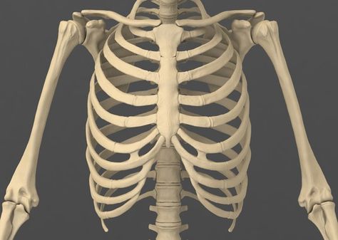 Entenda o papel fundamental das costelas com estas 5 curiosidades Human Rib Cage, Male Skeleton, Skeleton Anatomy, Human Male, Rib Cage, The New Yorker, Taxidermy, Zbrush, Gladiator Sandals