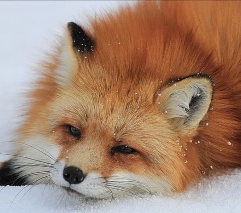 Fox Images, Toro Inoue, Fox Pictures, Wild Animals Pictures, Cute Small Animals, Funny Animal Photos, Pet Fox, So Tired, Fox Art