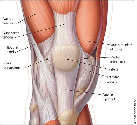 Anatomy Of The Knee, Patellofemoral Pain Syndrome, Hamstring Muscles, Runners Knee, Hip Problems, Hip Flexor Stretch, Human Body Anatomy, Muscle Anatomy, Knee Exercises