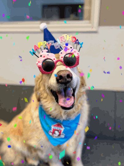 Funny Animal Birthday Wishes, Happy Birthday Dogs Funny, Happy Birthday Dog Images, Funny Dog Birthday Wishes, Happy Birthday Dog Lover Funny, Happy Birthday Dog Gif, Happy Birthday Animals Funny, Happy Birthday Dog Lover, Happy Birthday Labrador