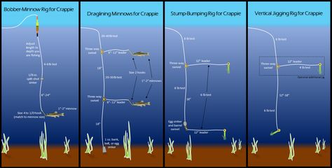 Crappie Rigs, Crappie Fishing Tips, Drop Shot Rig, Fishing For Beginners, Fishing Jig, Bass Fishing Tips, Fishing Pictures, Fishing Rigs, Crappie Fishing