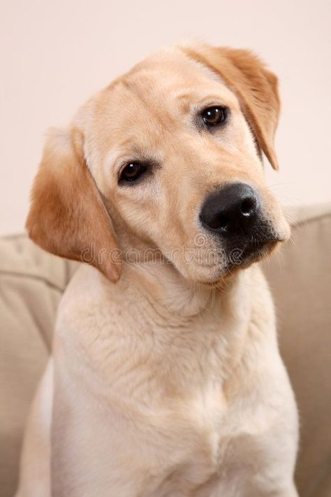 Yellow Labs Dogs, Pitbull Boxer, Labrador Dogs, Dog Pillows, Labrador Noir, Yellow Labs, Yellow Labrador Retriever, Black Labrador Retriever, Labrador Retriever Puppies