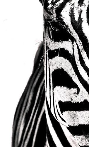 Regnul Animal, Black And White Photograph, Soyut Sanat Tabloları, White Picture, Black White Photos, Black N White, Black And White Pictures, White Aesthetic, Nature Animals