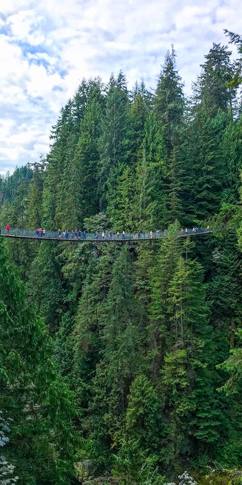 Capilano Suspension Bridge Park, Vancouver Tourist Attractions, Suspension Bridge Vancouver, Liv Core, Craigdarroch Castle, Serenade Of The Seas, Capilano Suspension Bridge, Royal Caribbean Cruises, Royal Caribbean Ships