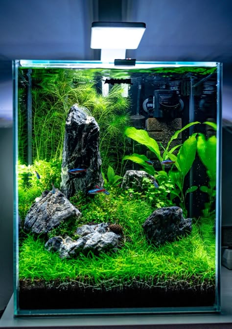 6 Gallon Fish Tank, Nano Shrimp Tank, Aquascape Ideas, Fish Aquarium Decorations, Aquarium Set, Betta Fish Types, Amazing Aquariums, Fish Tank Terrarium, Cool Fish Tanks