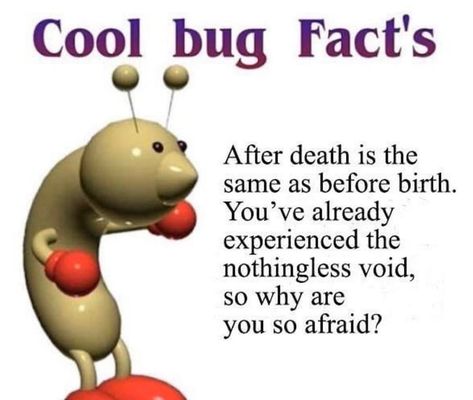 Bug Facts, Memes