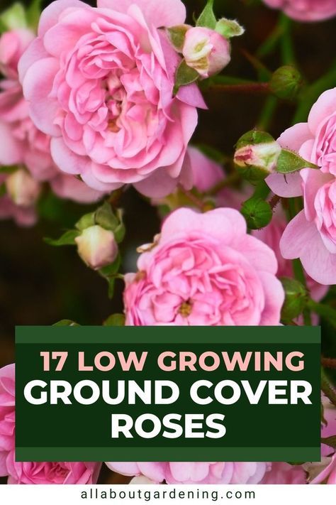 Groundcover roses are easy to care for and bloom all summer long! In this article, our gardening expert and rose enthusiast shares 17 low-growing groundcover roses that look great in the landscape. Come take a look! Groundcover Roses, Flower Planting Guide, Low Growing Ground Cover, Ground Cover Roses, Ground Covers, Apple Blossom, Ground Cover, Types Of Flowers, Types Of Plants