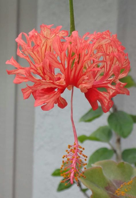 Spider Hibiscus, Japanese Hibiscus, Hibiscus Schizopetalus, Hibiscus Plant, Gothic Garden, Plant Fungus, Charming Garden, Rare Flowers, Nature Garden