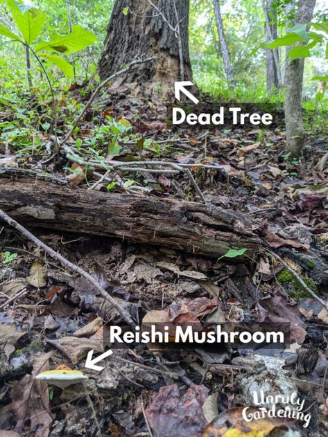 Foraging & Using Reishi Mushrooms - Unruly Gardening Foraging Tips, Reishi Mushrooms, Brown Paper Lunch Bags, Backyard Farm, Paper Lunch Bags, Reishi Mushroom, Pizza Ovens, Backyard Farming, Emergency Prepping