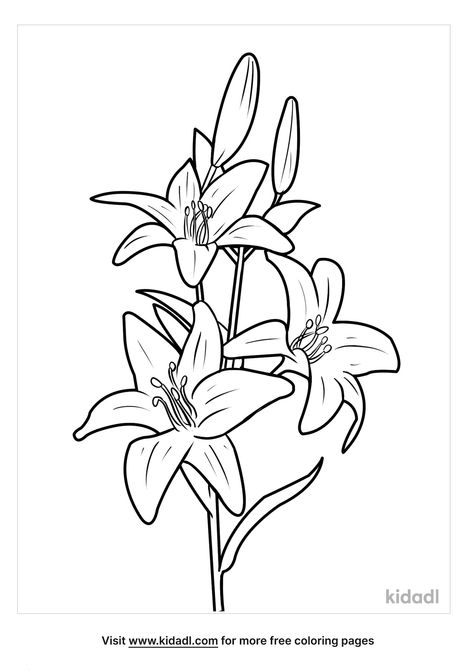 Lily Coloring Pages, Lily Drawings, Flower Colouring Pages, Flower Colouring, Turtle Homes, Brush Photoshop, Notebook Doodles, Love Lily, Best Coloring Pages